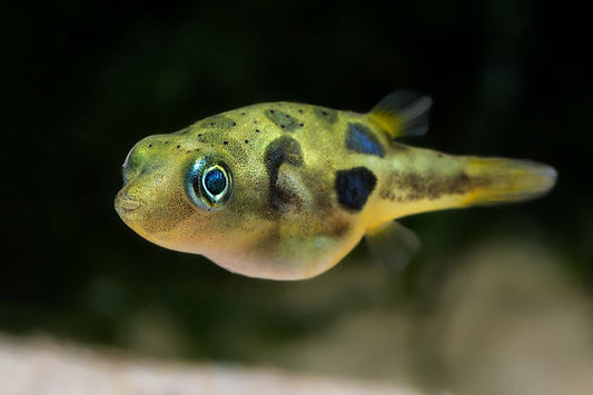 Dwarf Puffer