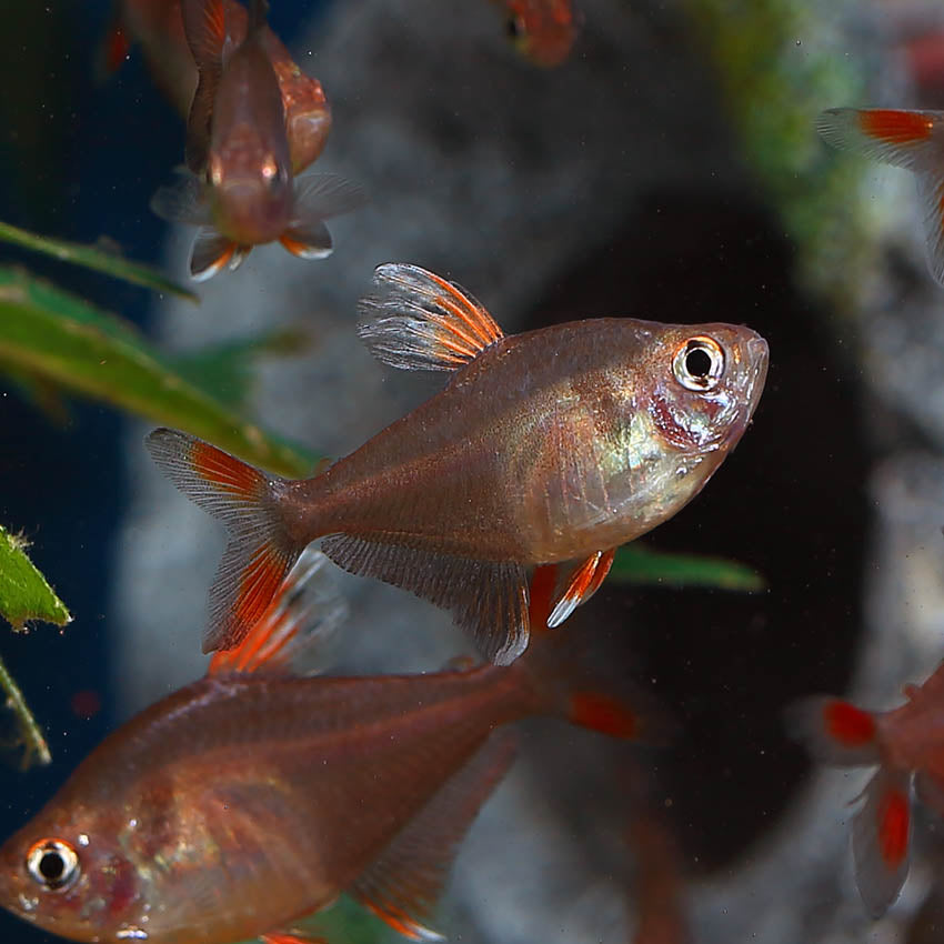 ROSY TETRA 3cm