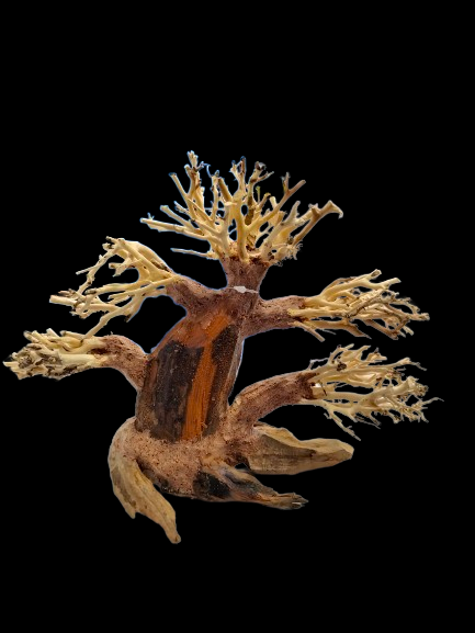 BONSAI DRIFTWOOD