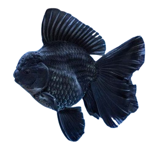 GOLDFISH ORANDA BLACK