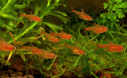 EMBER TETRA 2cm