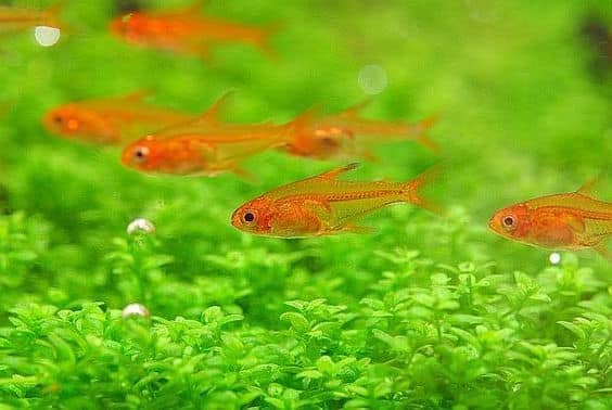 Orange clearance tetra fish