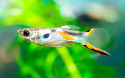 ENDLER GUPPY 2.5cm