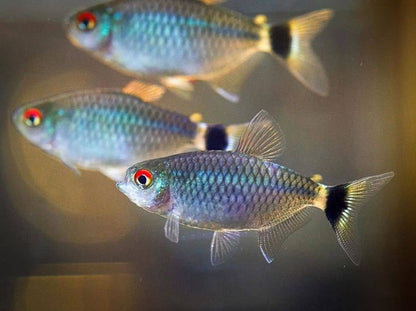 RED EYE TETRA 3cm