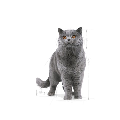 ROYAL CANIN BRITISH SHORTHAIR ADULT 4KG