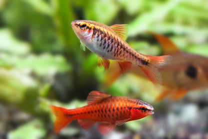 Cherry Barb 2-3cm