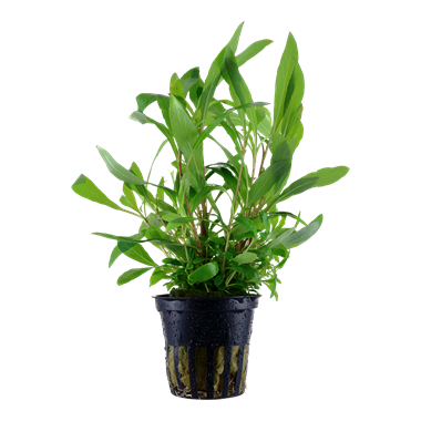 HYGROPHILA COSTATA POT PLANT