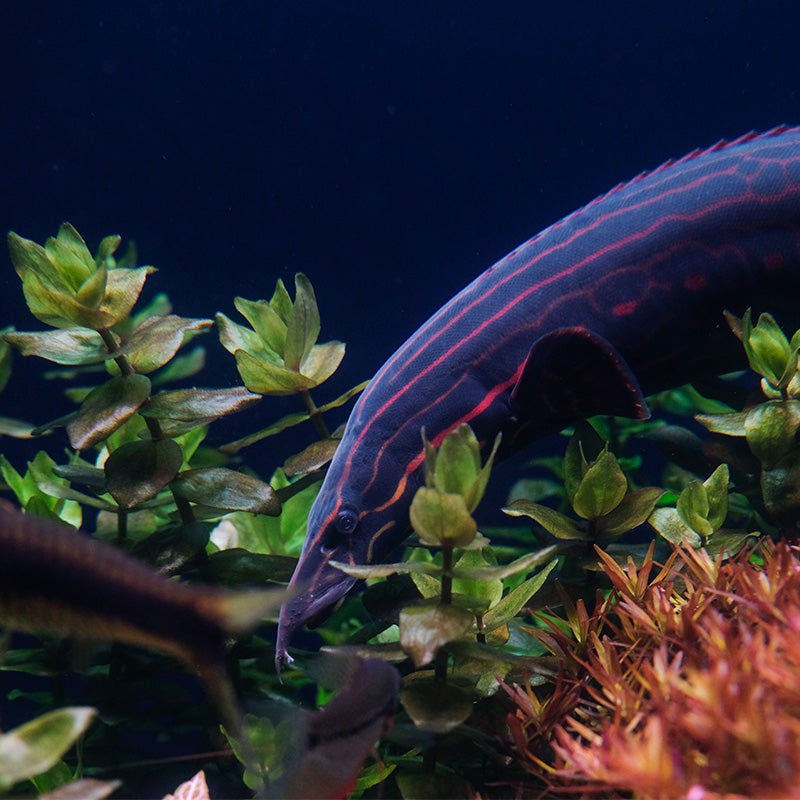 REDSPOT FIRE EEL