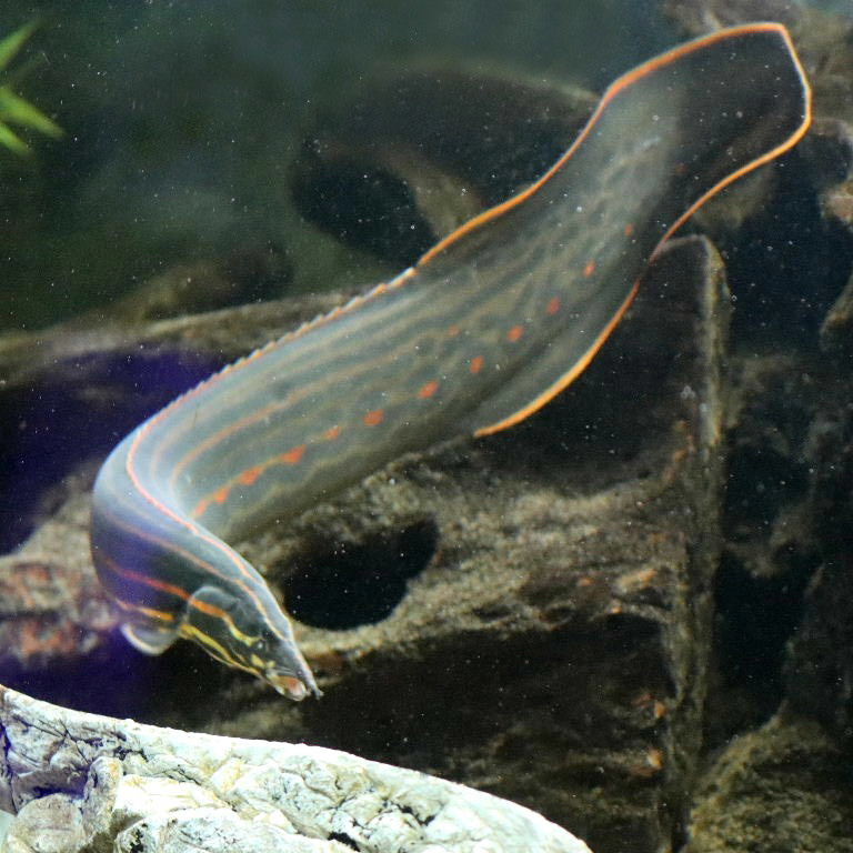 REDSPOT FIRE EEL