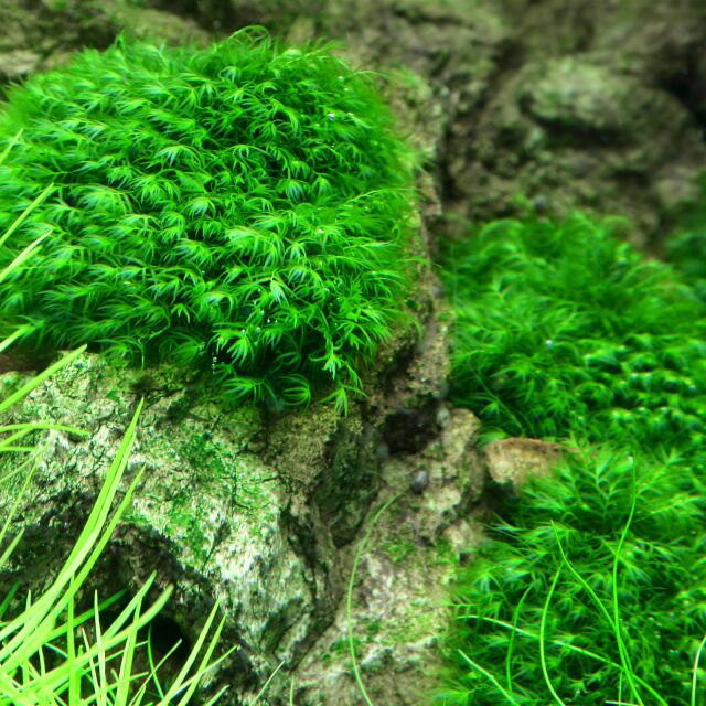 Fissidens Fontanus (Phoenix Moss)