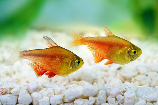 FLAME TETRA 2cm