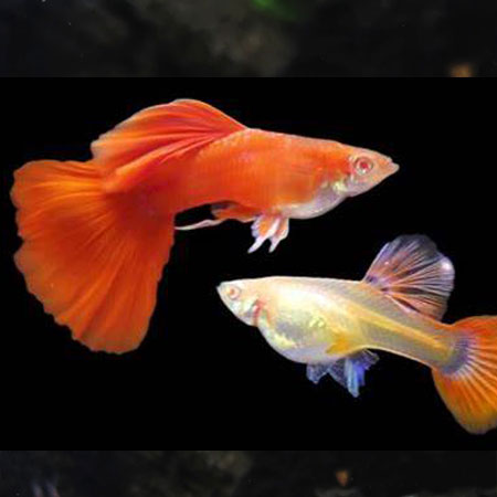 FULL RED GUPPY PAIR