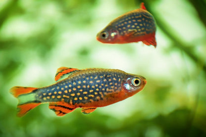 Galaxy Rasbora 1.5cm