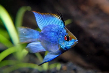 RAMIREZI FISH