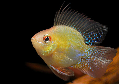 RAMIREZI FISH