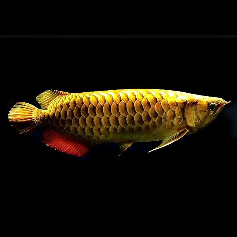 24K GOLD AROWANA FISH