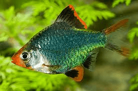 TIGER BARB FISH 3.5cm