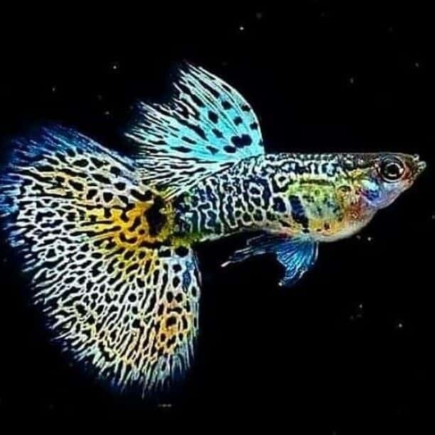 YELLOW TIGER KING COBRA SPECIAL GUPPY PAIR