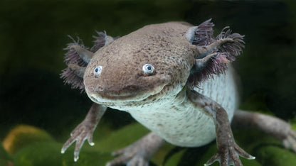 AXOLOTL