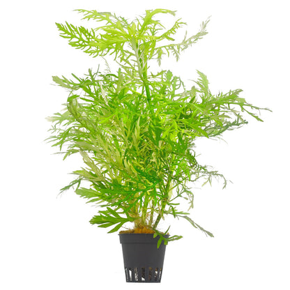 HYGROPHILA DIFFORMIS POT PLANT