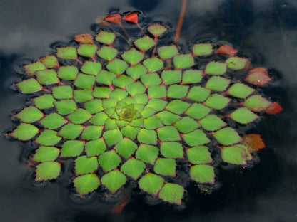 Ludwigia Sedioides Pot Plant