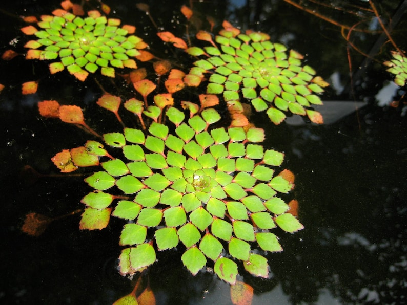 Ludwigia Sedioides Pot Plant