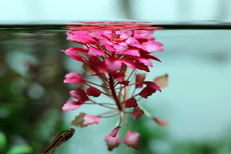 Ludwigia Sedioides Pot Plant