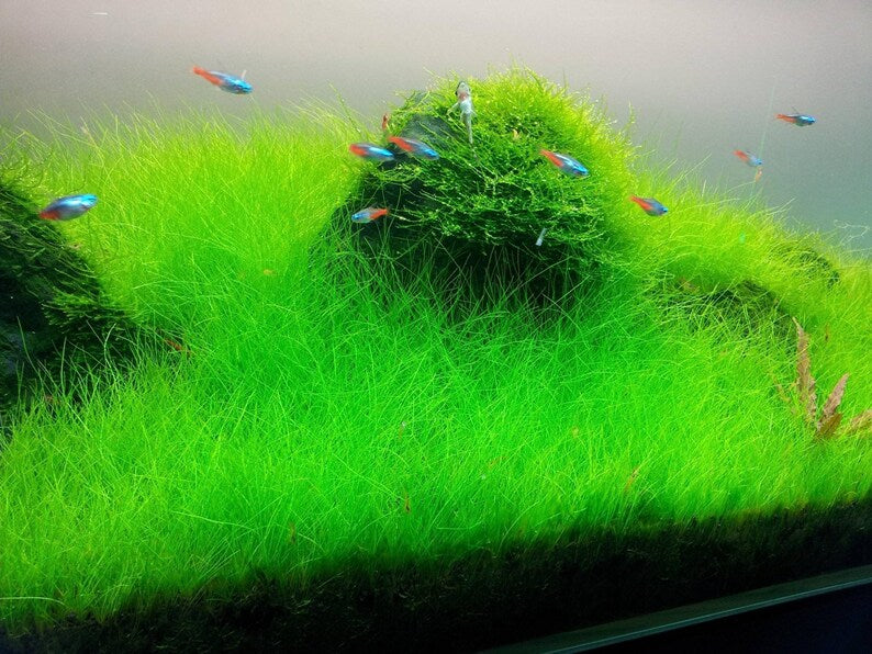 ELEOCHARIS MINI GRASS TISSUE CULTURE CUP PLANT