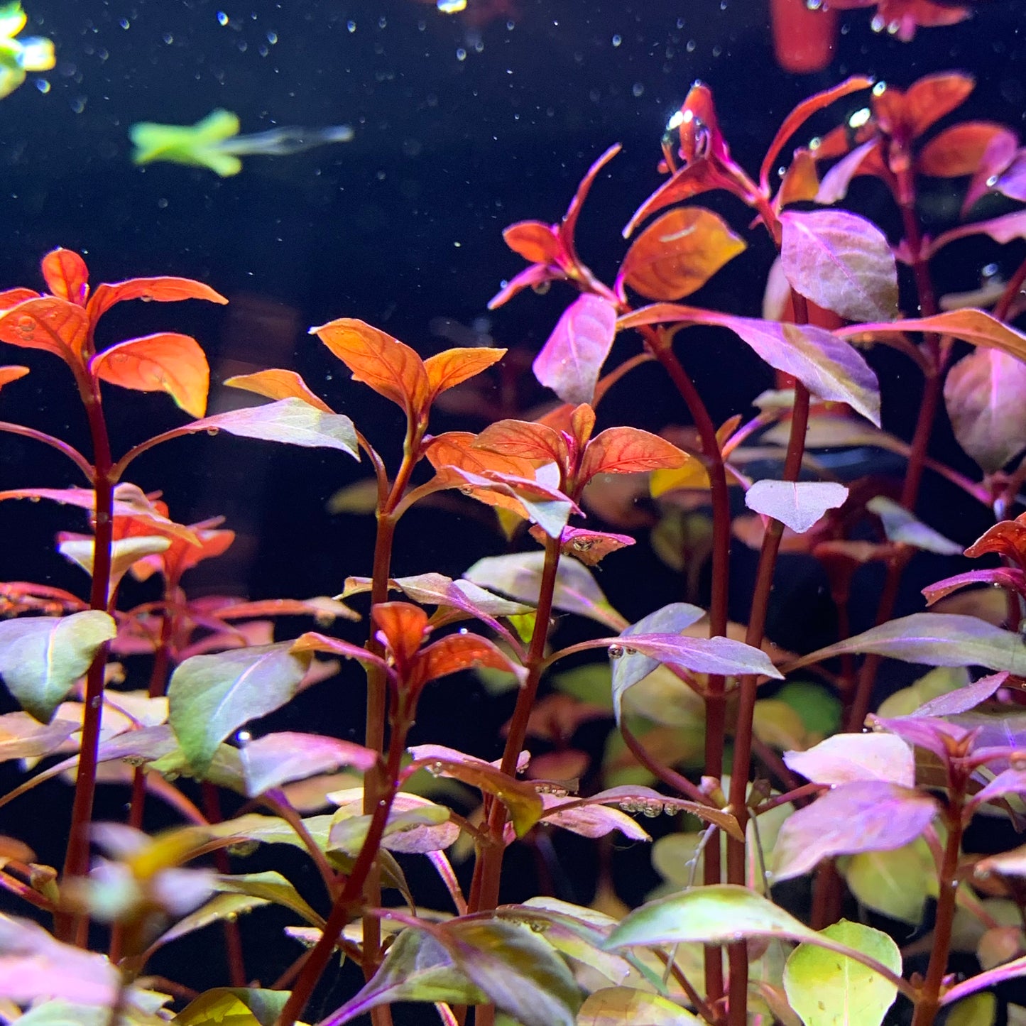 LUDWIGIA SUPER RED