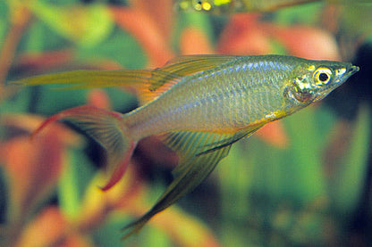 THREADFIN RAINBOW FISH