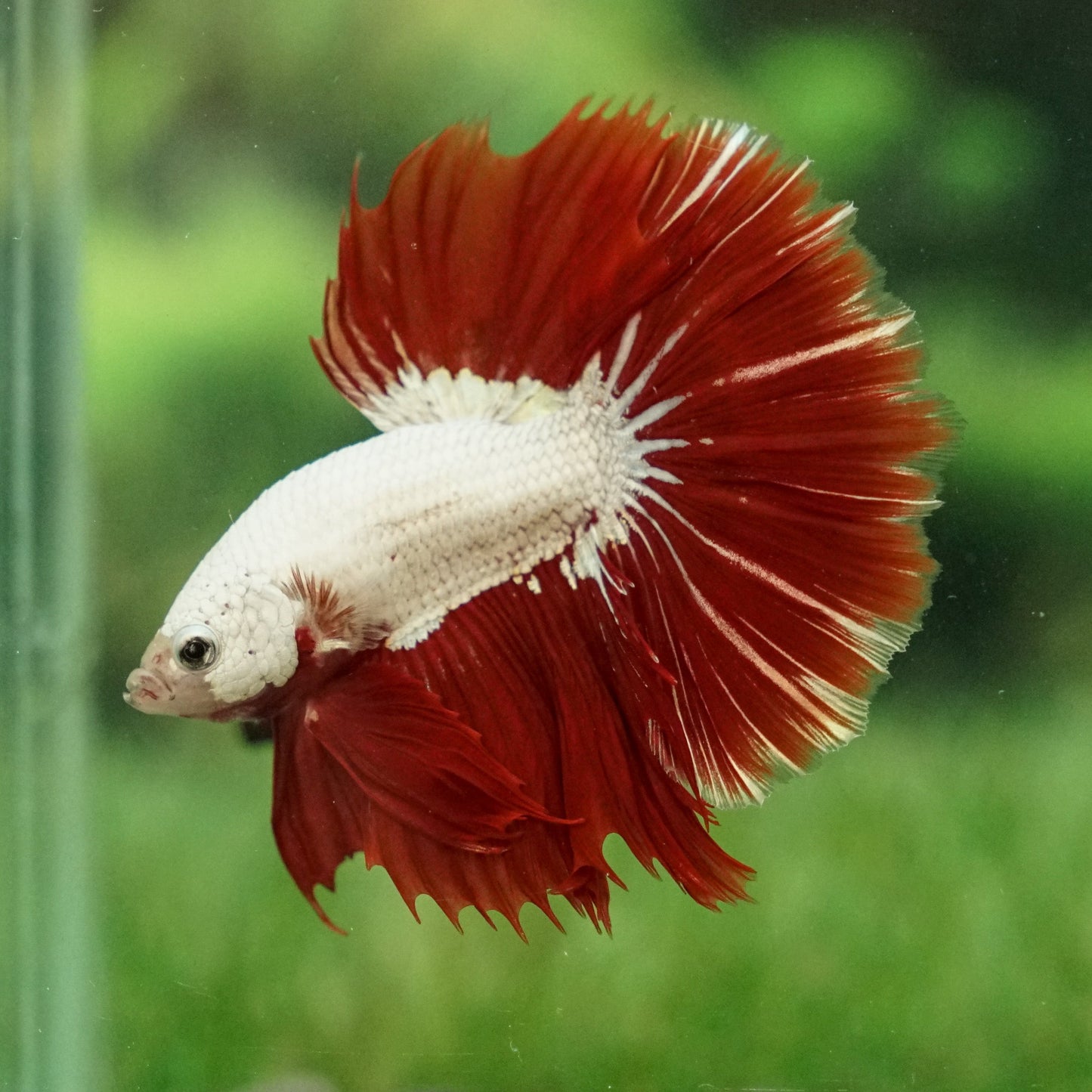 RED DRAGON BETTA