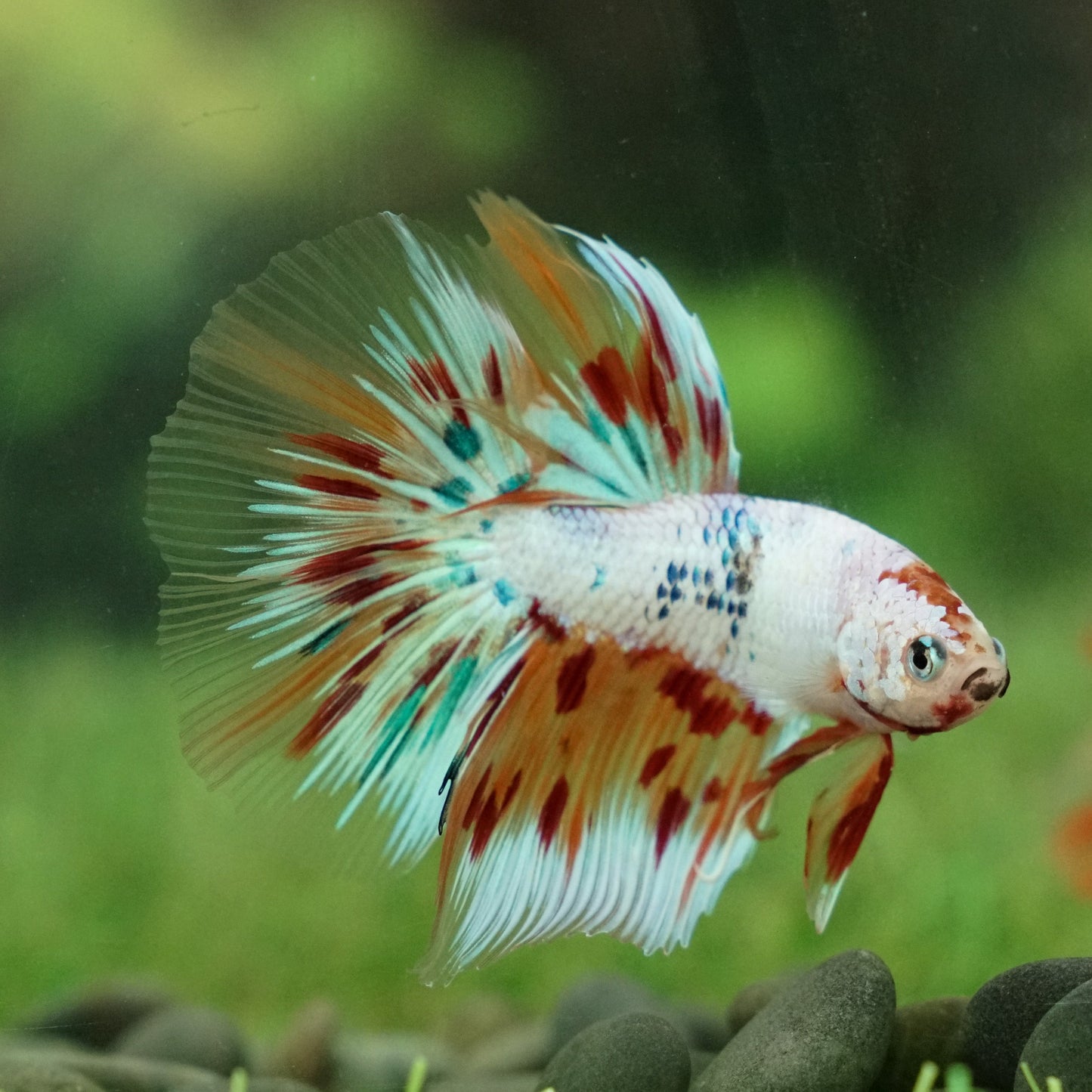 HALFMOON KOI FANCY BETTA