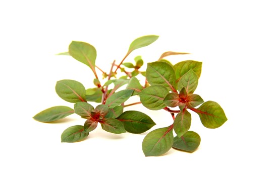 LUDWIGIA SUPER RED