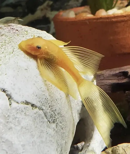 Lemon Long Fin Sucker Fish - L144