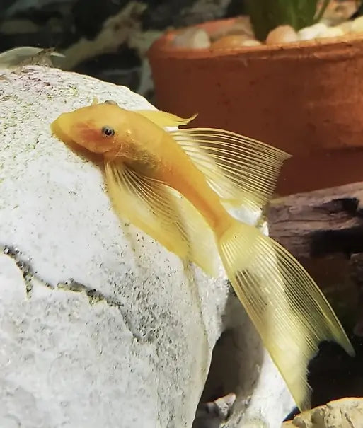 Lemon Long Fin Sucker Fish - L144