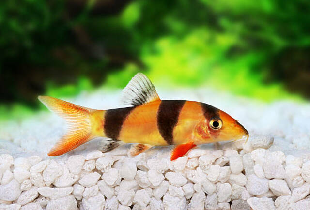 CLOWN LOACH 5.5cm-7cm