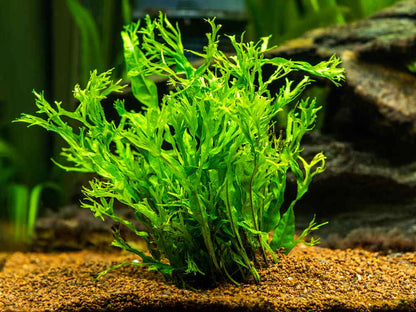 Java Fern Pot Plant