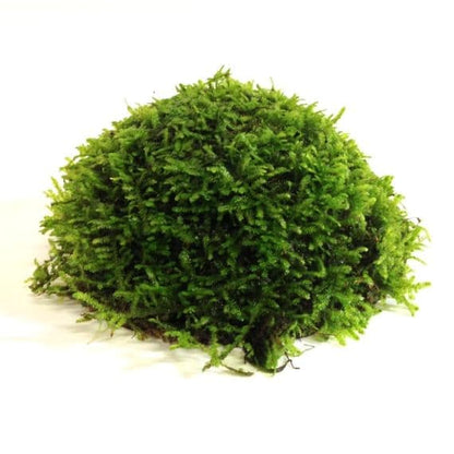 MOSS ON HALF COCONUT SHELL