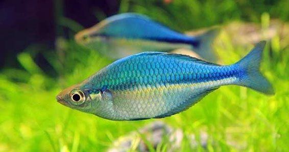 LAKE KUTUBU RAINBOW FISH