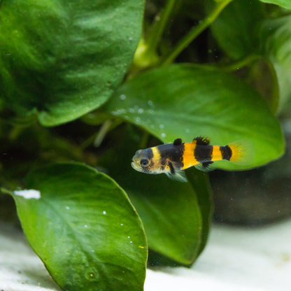 BUMBLEBEE GOBY