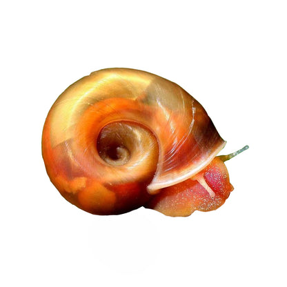 RAMSHORN SNAIL