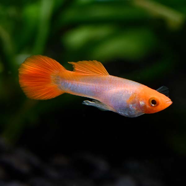 KOI GUPPY MALE