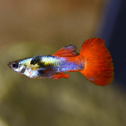 BIG EAR GUPPY MALE 3cm