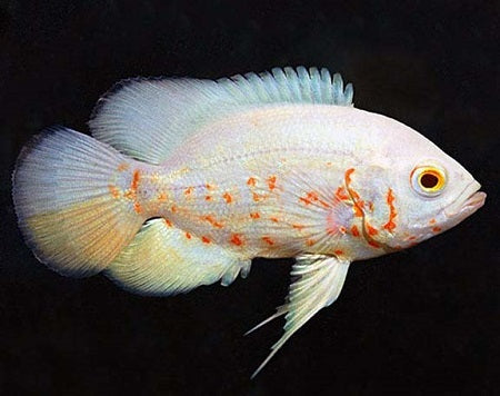 ALBINO OSCAR FISH 10cm
