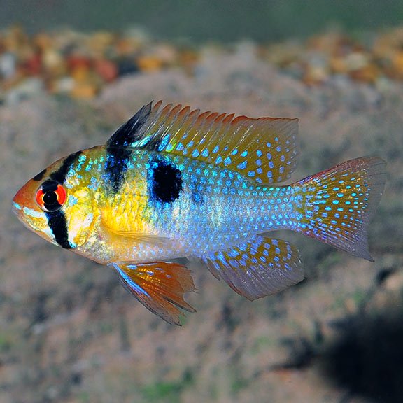 RAMIREZI FISH