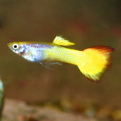 GUPPY FISH MIX MALE 3cm