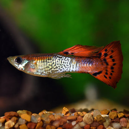 GUPPY FISH MIX MALE 3cm