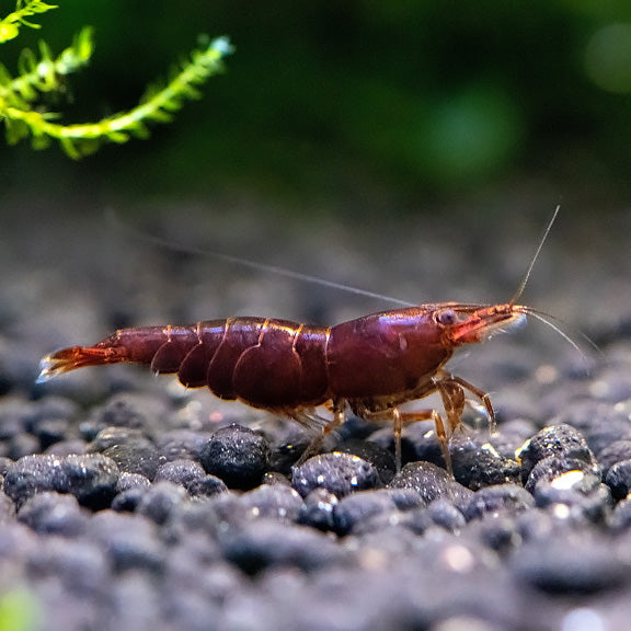 CHOCOLATE SHRIMPS 1.5cm