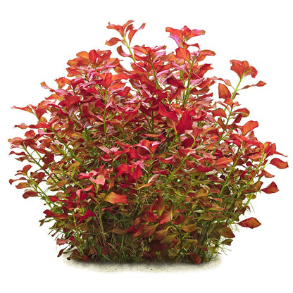 Ludwigia repens Pot Plant