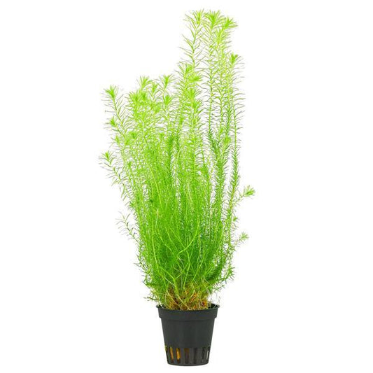 ROTALA MAYACA POT PLANT